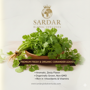 Coriander Leaves