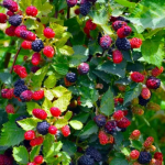 Black Berry