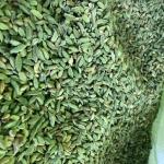 Cardamom