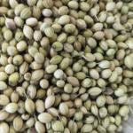 CORIANDER