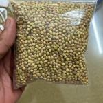 CORIANDER