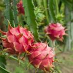 Dragon Fruit