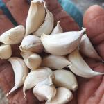 Garlic