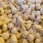 Garlic