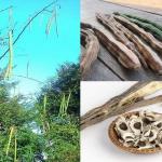Moringa Drumstick