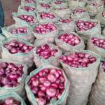Purple Onion
