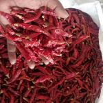 Red Chili