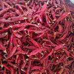 Red Chili